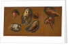 Studies of a Fox, a Barn Owl, a Peahen, and the Head of a Young Man Studies of a Fox, a Barn Owl, a Peahen and a Young Man's Head by Jacques-Laurent Agasse