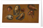 Studies of a Fox, a Barn Owl, a Peahen, and the Head of a Young Man Studies of a Fox, a Barn Owl, a Peahen and a Young Man's Head by Jacques-Laurent Agasse