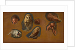 Studies of a Fox, a Barn Owl, a Peahen, and the Head of a Young Man Studies of a Fox, a Barn Owl, a Peahen and a Young Man's Head by Jacques-Laurent Agasse