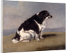 The Duchess of York's Spaniel by Henry Bernard Chalon