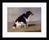 The Duchess of York's Spaniel by Henry Bernard Chalon