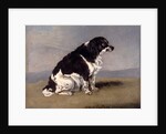 The Duchess of York's Spaniel by Henry Bernard Chalon