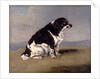 The Duchess of York's Spaniel by Henry Bernard Chalon