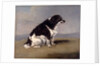 The Duchess of York's Spaniel by Henry Bernard Chalon