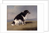 The Duchess of York's Spaniel by Henry Bernard Chalon