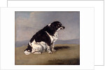 The Duchess of York's Spaniel by Henry Bernard Chalon