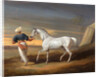 Signal, a Grey Arab, with a Groom in the Desert by David Dalby of York