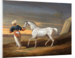 Signal, a Grey Arab, with a Groom in the Desert by David Dalby of York