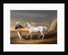 Signal, a Grey Arab, with a Groom in the Desert by David Dalby of York