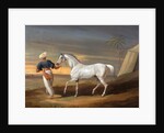 Signal, a Grey Arab, with a Groom in the Desert by David Dalby of York