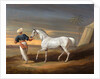 Signal, a Grey Arab, with a Groom in the Desert by David Dalby of York