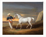 Signal, a Grey Arab, with a Groom in the Desert by David Dalby of York