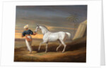 Signal, a Grey Arab, with a Groom in the Desert by David Dalby of York
