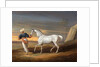 Signal, a Grey Arab, with a Groom in the Desert by David Dalby of York
