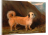 A Dandie Dinmont Terrier by John E. Ferneley Jr.