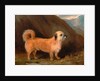 A Dandie Dinmont Terrier by John E. Ferneley Jr.
