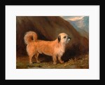 A Dandie Dinmont Terrier by John E. Ferneley Jr.