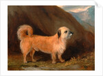 A Dandie Dinmont Terrier by John E. Ferneley Jr.