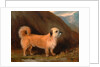 A Dandie Dinmont Terrier by John E. Ferneley Jr.