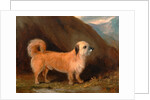 A Dandie Dinmont Terrier by John E. Ferneley Jr.