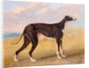 Turk, a greyhound, the property of George Lane Fox by George Garrard
