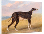 Turk, a greyhound, the property of George Lane Fox by George Garrard
