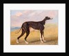 Turk, a greyhound, the property of George Lane Fox by George Garrard