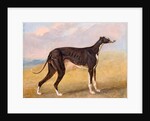 Turk, a greyhound, the property of George Lane Fox by George Garrard