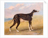 Turk, a greyhound, the property of George Lane Fox by George Garrard