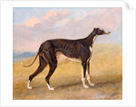 Turk, a greyhound, the property of George Lane Fox by George Garrard