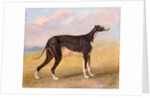 Turk, a greyhound, the property of George Lane Fox by George Garrard