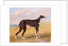 Turk, a greyhound, the property of George Lane Fox by George Garrard