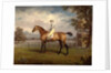Portrait of a Racehorse, Possibly Disguise by George Garrard