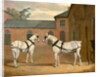 Grey carriage horses in the coachyard at Putteridge Bury by John Frederick Herring