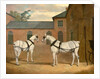Grey carriage horses in the coachyard at Putteridge Bury by John Frederick Herring
