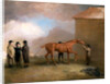 Muly Moloch being rubbed down at Newmarket by Benjamin Marshall