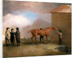 Muly Moloch being rubbed down at Newmarket by Benjamin Marshall