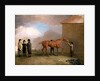 Muly Moloch being rubbed down at Newmarket by Benjamin Marshall