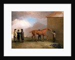 Muly Moloch being rubbed down at Newmarket by Benjamin Marshall