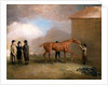 Muly Moloch being rubbed down at Newmarket by Benjamin Marshall
