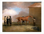 Muly Moloch being rubbed down at Newmarket by Benjamin Marshall