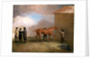 Muly Moloch being rubbed down at Newmarket by Benjamin Marshall