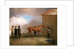 Muly Moloch being rubbed down at Newmarket by Benjamin Marshall