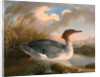 A Dun Diver (Goosander), Robert Wilkinson Padley, ca. 1775-1835 by Wilkinson Padley
