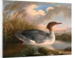 A Dun Diver (Goosander), Robert Wilkinson Padley, ca. 1775-1835 by Wilkinson Padley