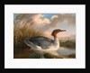 A Dun Diver (Goosander), Robert Wilkinson Padley, ca. 1775-1835 by Wilkinson Padley