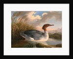 A Dun Diver (Goosander), Robert Wilkinson Padley, ca. 1775-1835 by Wilkinson Padley