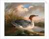 A Dun Diver (Goosander), Robert Wilkinson Padley, ca. 1775-1835 by Wilkinson Padley