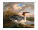 A Dun Diver (Goosander), Robert Wilkinson Padley, ca. 1775-1835 by Wilkinson Padley