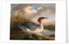 A Dun Diver (Goosander), Robert Wilkinson Padley, ca. 1775-1835 by Wilkinson Padley
